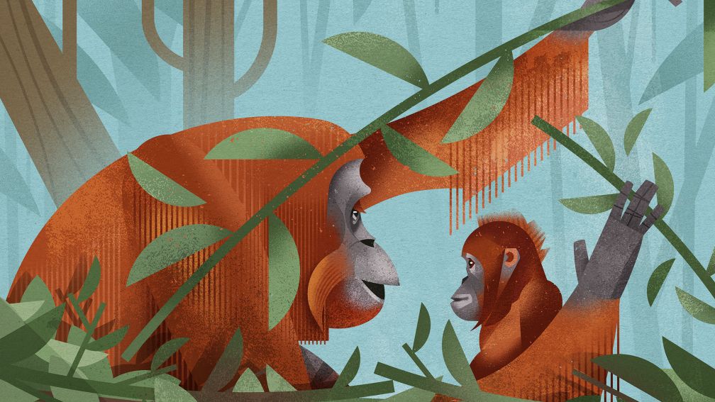 Orang Utans: Die Kunst, sich zu betten
