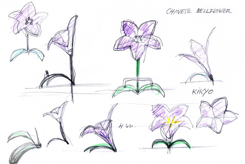 Die Ballonblume (lat.: Platycodon grandiflorus) mit fünf Blütenblättern inspirierte den Designer Masanori Umeda für den Sesselentwurf «Getsuen». Er zeichnete die Blüte, die ihm in einer Vollmondnacht in seinem Garten aufgefallen war.