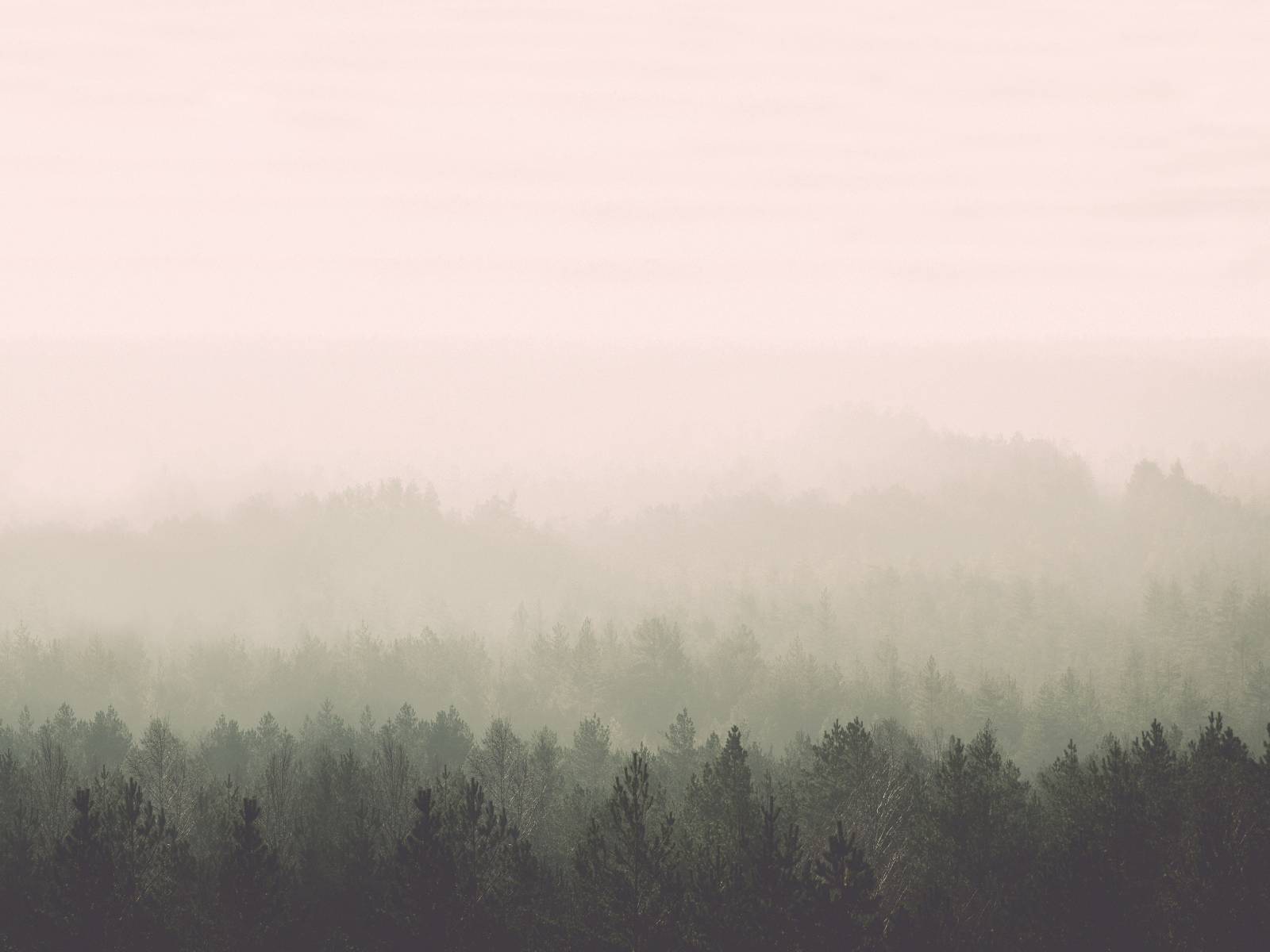 Die Romantik des Herbstes präsentiert sich auf ihre schönste Weise in diesem nebeldurchzogenen Wald, der nach Mass auf Digitaltapete gedruckt wird. Feathr.